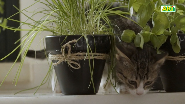 Video Reference N0: Cat, Small to medium-sized cats, Felidae, Plant, Flowerpot, Flower, Whiskers, Grass, Houseplant, Kitten, Person