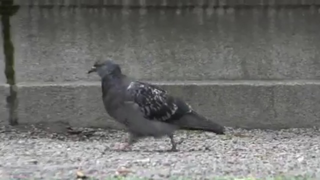 Video Reference N9: bird, pigeons and doves, fauna, beak, stock dove, crow, crow like bird