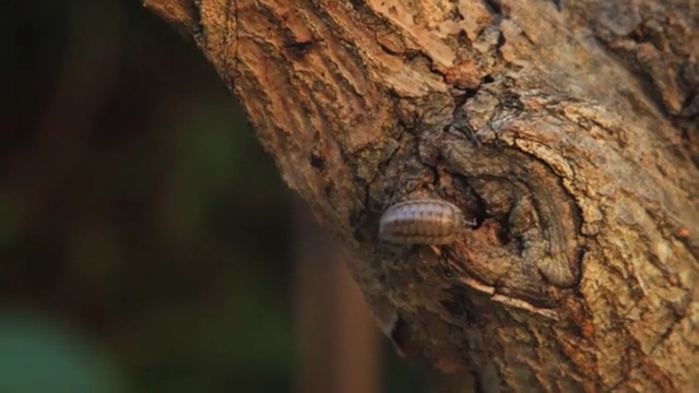 Video Reference N5: Trunk, Tree, Close-up, Organism, Wood, Plant, Insect, Pest, Wildlife, Bug