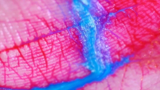 Video Reference N10: Pink, Blue, Colorfulness, Red, Close-up, Magenta, Muscle, Macro photography, Textile, Photography