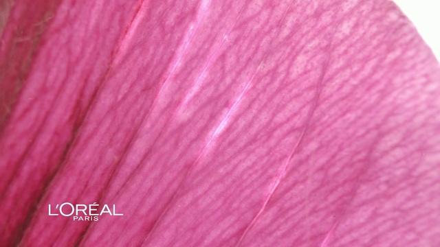 Video Reference N1: Pink, Magenta, Close-up, Petal, Textile, Material property, Flower, Closeup, Lilac, Violet, Purple, Thread