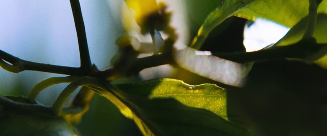 Video Reference N1: Leaf, Green, Flower, Plant, Yellow, Botany, Branch, Tree, Plant stem, Macro photography