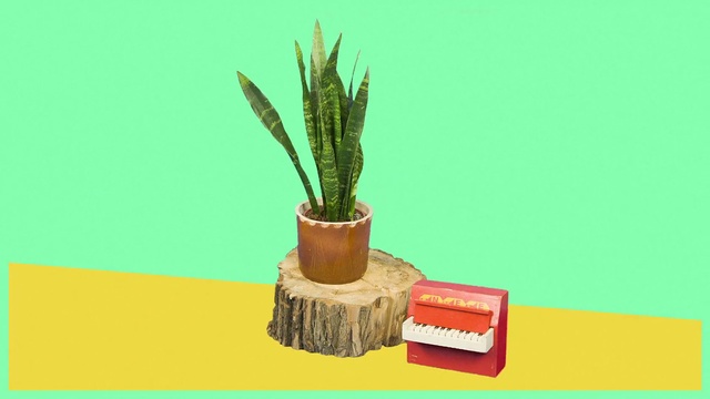 Video Reference N2: Flowerpot, Houseplant, Plant, Grass, Cactus, Botany, Terrestrial plant, Tree, Plant stem, Thing, Brush, Cake, Table, Sitting, Text, Vase, Tool