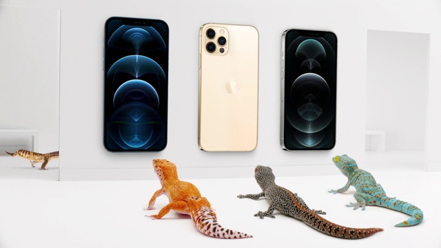 Video Reference N0: Lizard, Gecko, Scaled reptile, Reptile, Technology