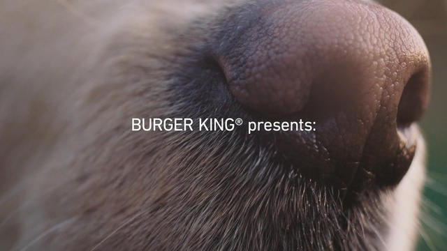 Video Reference N3: Hair, Nose, Skin, Close-up, Snout, Eye, Photography, Whiskers, Ear, Temple