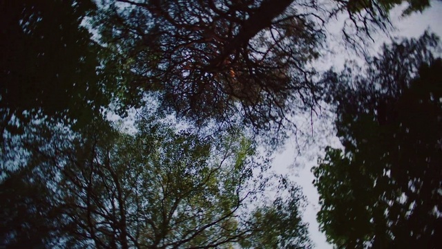 Video Reference N8: Tree, Nature, Sky, Vegetation, Branch, Natural environment, Green, Leaf, Woody plant, Forest