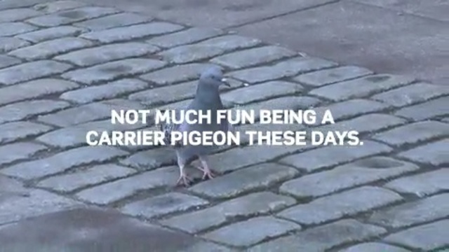 Video Reference N8: asphalt, cobblestone, road surface, roof, bird, outdoor structure