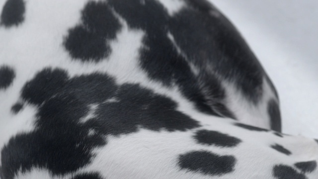 Video Reference N4: black and white, dog like mammal, dalmatian, monochrome photography, snout, monochrome, non sporting group, carnivoran, fur