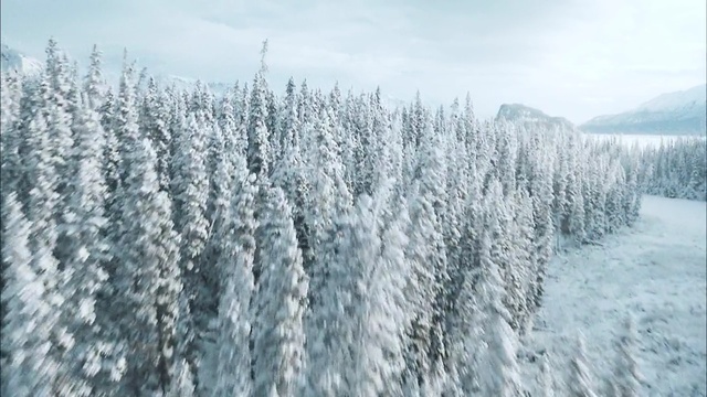 Video Reference N1: winter, tree, ecosystem, frost, freezing, snow, fir, pine family, spruce, geological phenomenon