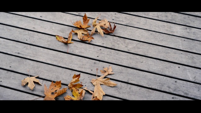 Video Reference N0: Leaf, Wood, Autumn, Tree, Branch, Shadow, Plant, Still life photography, Twig