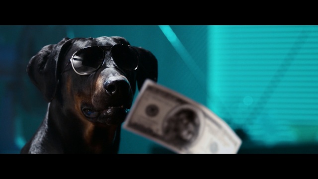 Video Reference N1: dog, eyewear, dog like mammal, snout, glasses, screenshot, sunglasses, vision care, technology, dog breed