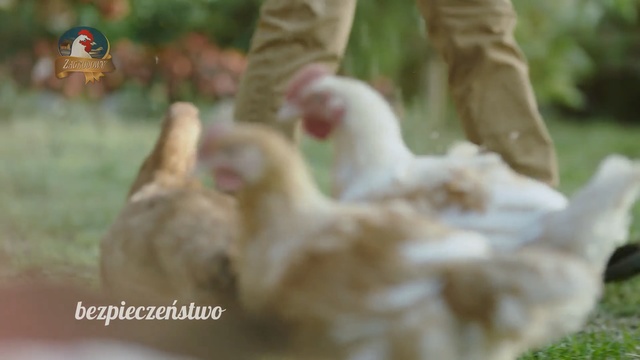 Video Reference N2: Chicken, Poultry, Galliformes, Bird, Rooster, Livestock, Grass, Fowl, Photo caption, Beak