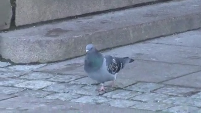 Video Reference N1: bird, pigeons and doves, fauna, beak, stock dove, tail, feather