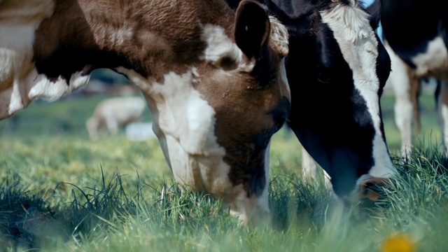 Video Reference N1: Mammal, Bovine, Grazing, Pasture, Dairy cow, Grass, Nose, Grassland, Mustang horse, Snout, Person
