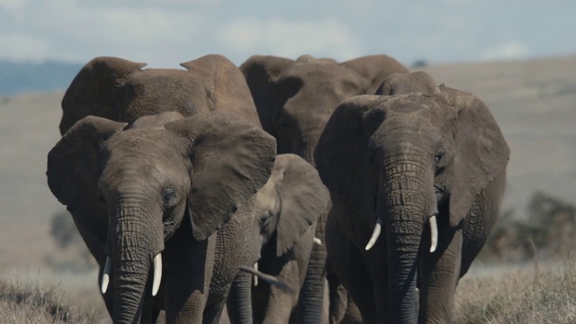 Video Reference N5: Elephant, Terrestrial animal, Elephants and Mammoths, Wildlife, African elephant, Indian elephant, Herd, Safari, Tusk, Grassland