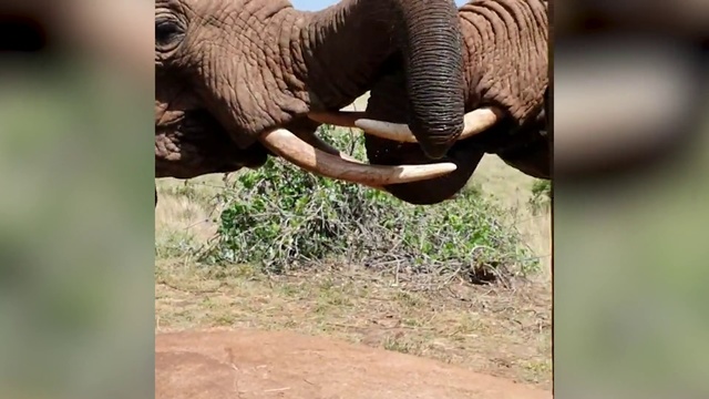 Video Reference N1: Elephant, Elephants and Mammoths, Terrestrial animal, African elephant, Wildlife, Indian elephant, Adaptation, Tusk, Safari, Organism