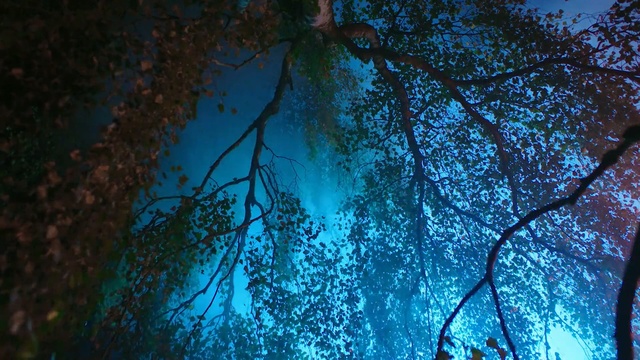 Video Reference N0: Blue, Nature, Tree, Green, Branch, Vegetation, Light, Turquoise, Natural environment, Sky