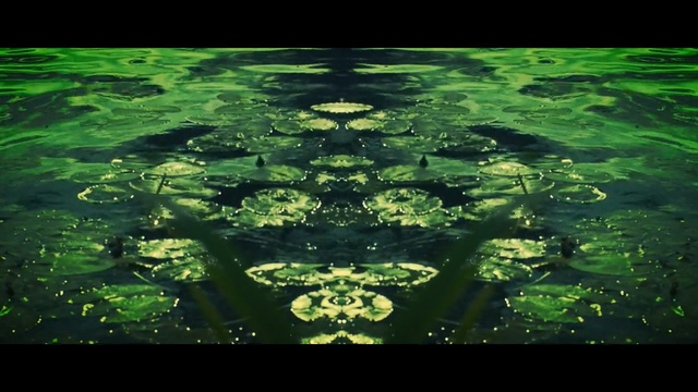 Video Reference N1: Green, Water, Nature, Aquatic plant, Sacred lotus, water lily, Water resources, Lotus family, Plant, Organism