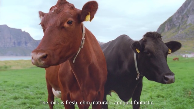 Video Reference N1: cattle like mammal, dairy cow, fauna, pasture, cow goat family, grazing, horn, snout, grass, ox