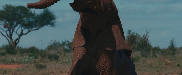 Video Reference N18: Terrestrial animal, Safari, Wildlife, Savanna, Elephant, Adaptation, Elephants and Mammoths, African elephant, National park, Screenshot