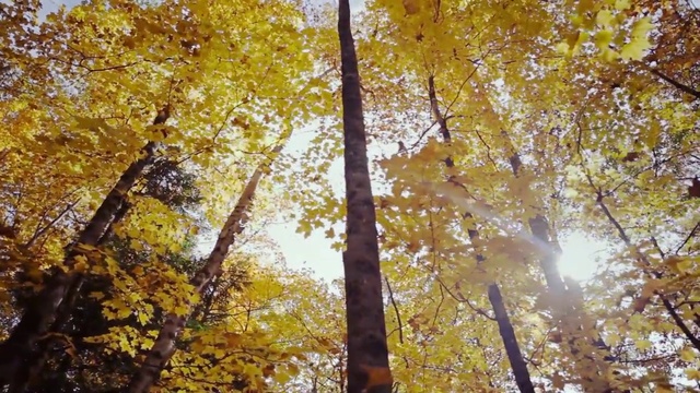 Video Reference N6: Tree, Nature, Woody plant, Yellow, Autumn, Northern hardwood forest, Deciduous, Temperate broadleaf and mixed forest, Plant, Leaf