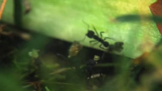 Video Reference N6: Nature, Green, Insect, Leaf, Pest, Macro photography, Membrane-winged insect, Ant, Invertebrate, Organism