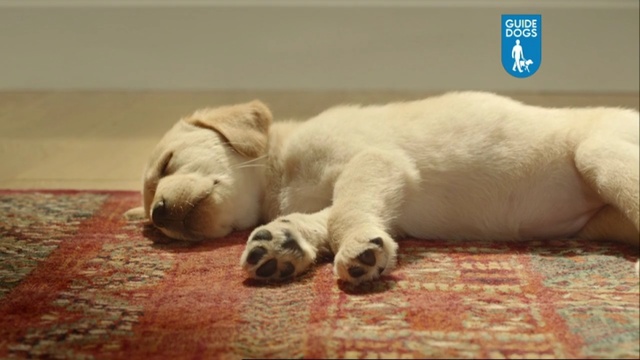 Video Reference N1: dog, labrador, home, floor, puppy