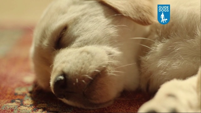 Video Reference N5: dog, labrador, home, floor, puppy, fur