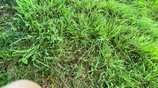 Video Reference N2: Grass, Plant, Lawn, Grass family, Herb, Groundcover, Terrestrial plant, Soil, Plant community, Flower