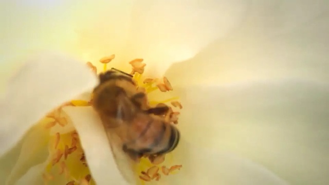 Video Reference N1: Bee, Honeybee, Yellow, Membrane-winged insect, Insect, Pollen, Macro photography, Pollinator, Bumblebee, Fly