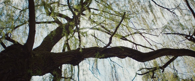 Video Reference N0: Tree, Branch, Woody plant, Trunk, Plant, Twig, Plant stem, Wildlife, Forest, Reflection