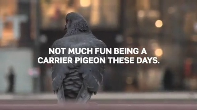 Video Reference N15: photo caption, beak, pigeons and doves, font