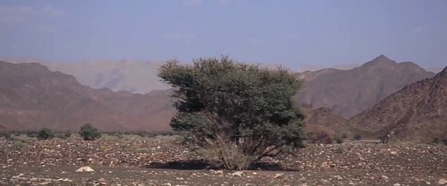 Video Reference N15: Tree, Vegetation, Wadi, Shrubland, Plant community, Woody plant, Plant, Ecoregion, Landscape, Chaparral