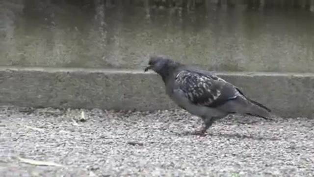 Video Reference N13: bird, fauna, beak, pigeons and doves, stock dove, crow, crow like bird, perching bird