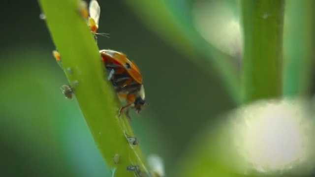 Video Reference N6: Insect, Macro photography, Invertebrate, Ladybug, Beetle, Pest, Plant stem, Leaf, Plant, Close-up