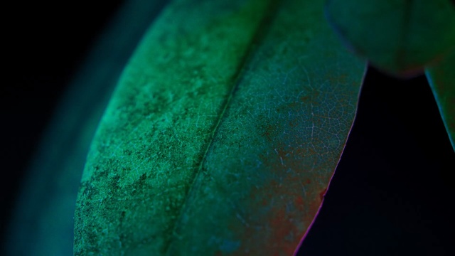 Video Reference N2: Green, Water, Blue, Aqua, Turquoise, Leaf, Teal, Light, Macro photography, Close-up