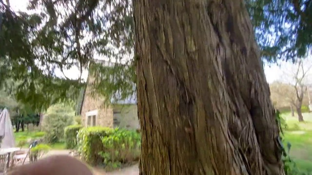 Video Reference N11: Tree, Trunk, Bigtree, Woody plant, Plant, shellbark hickory, Plant stem, Redwood, Woodland