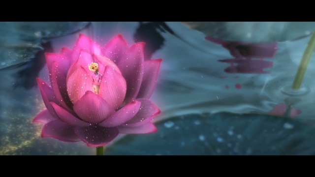 Video Reference N0: flower, pink, flora, aquatic plant, sacred lotus, lotus, plant, petal, close up, purple, Person