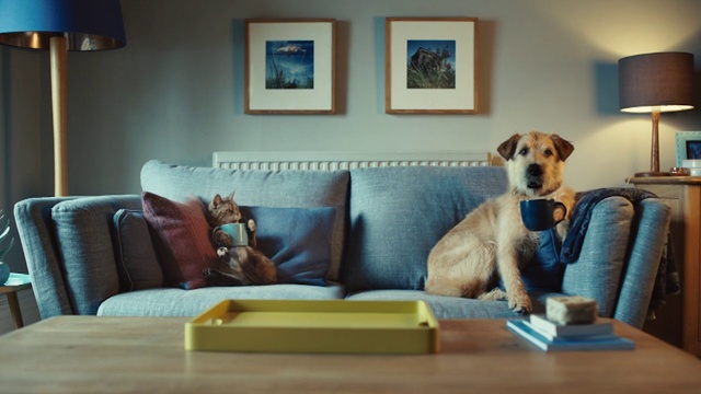 Video Reference N4: Dog, Canidae, Room, Furniture, Couch, Companion dog, Interior design, Floor, Table, Living room