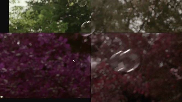 Video Reference N1: nature, flora, pink, purple, tree, blossom, leaf, light, flower, sky