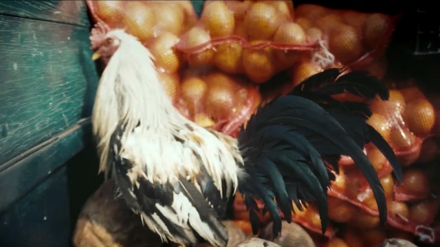 Video Reference N0: chicken, rooster, galliformes, livestock, poultry, beak, bird, Person