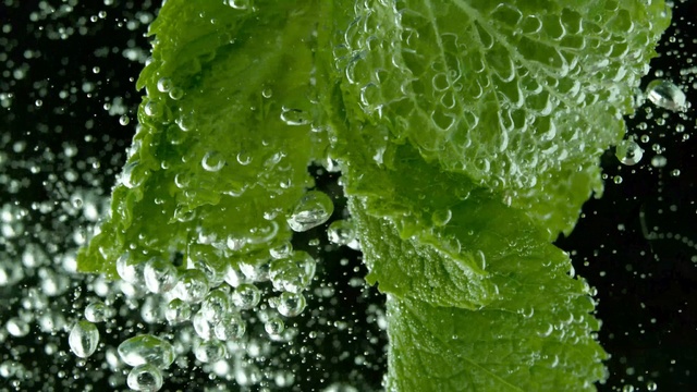 Video Reference N5: Water, Dew, Leaf, Moisture, Green, Drop, Plant, Plant pathology, Annual plant, Flower