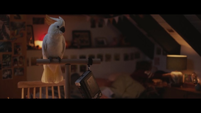 Video Reference N0: Cockatoo, Bird, Parrot, Cockatiel, Darkness, Photography, Screenshot, Digital compositing, Fiction