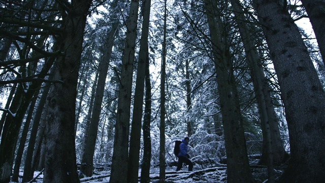 Video Reference N1: Tree, Forest, Nature, Natural environment, Woodland, Old-growth forest, Northern hardwood forest, Spruce-fir forest, Woody plant, Natural landscape
