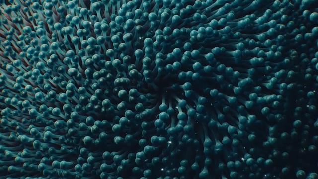 Video Reference N0: blue, turquoise, teal, organism, marine biology, coral reef, underwater, computer wallpaper, water, turquoise