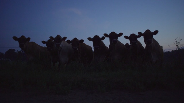 Video Reference N0: sky, cattle like mammal, herd, ecoregion, evening, darkness, pasture, livestock, silhouette, field