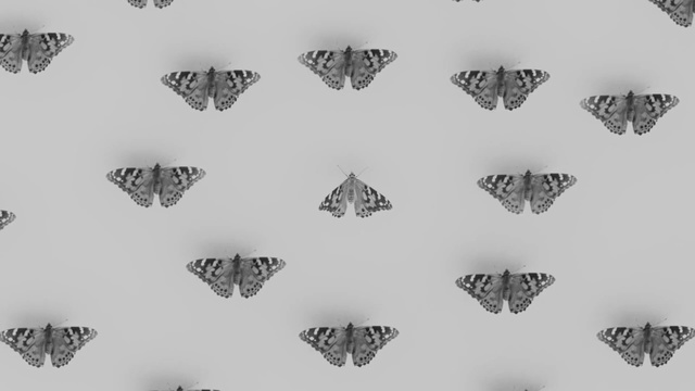 Video Reference N1: Butterfly, Moths and butterflies, Insect, Brush-footed butterfly, Pollinator, Pieridae, Symmetry, Black-and-white, Lycaenid, Invertebrate