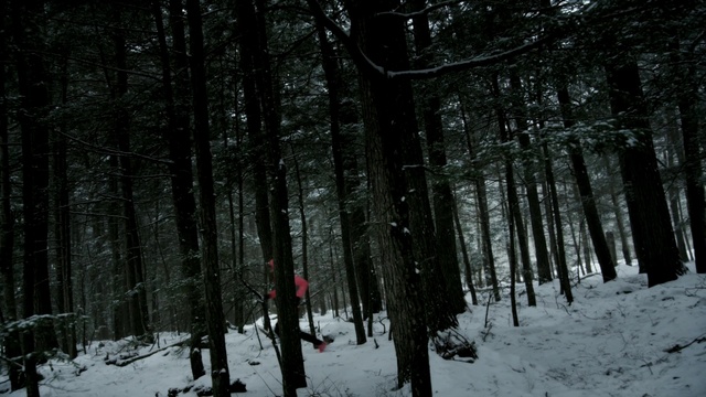 Video Reference N4: snow, winter, tree, nature, forest, woody plant, woodland, freezing, spruce fir forest, light, Person
