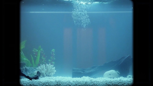 Video Reference N12: Aqua, Turquoise, Aquarium, Water, Underwater, Organism, Freshwater aquarium, Aquarium lighting, Marine biology, Transparent material