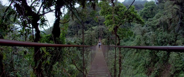 Video Reference N1: Canopy walkway, Vegetation, Nature, Nature reserve, Jungle, Natural environment, Forest, Bridge, Tree, Rainforest
